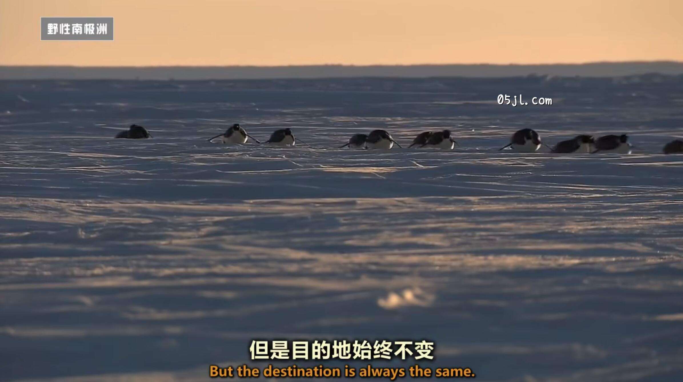 【英语中英字幕】国家地理:野性南极洲之 迎接冬季的帝企鹅 Wild Antarctica – Emperor Penguins Facing Winter 全1集 超清720P下载 No.3 【英语中英字幕】国家地理:野性南极洲之 迎接冬季的帝企鹅 Wild Antarctica – Emperor Penguins Facing Winter 全1集 超清720P下载图片 No.3