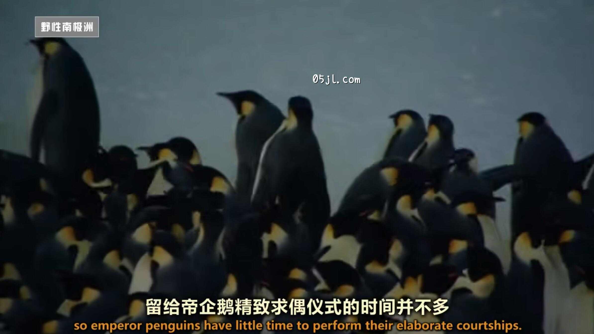 【英语中英字幕】国家地理:野性南极洲之 迎接冬季的帝企鹅 Wild Antarctica – Emperor Penguins Facing Winter 全1集 超清720P下载 No.1 【英语中英字幕】国家地理:野性南极洲之 迎接冬季的帝企鹅 Wild Antarctica – Emperor Penguins Facing Winter 全1集 超清720P下载图片 No.1